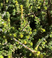 Pultenaea densifolia