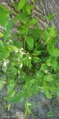 Vaccinium myrtillus