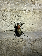 Carabus elysii