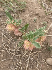 Tripterocalyx micranthus