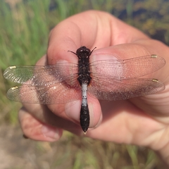 Leucorrhinia caudalis