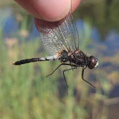 Leucorrhinia caudalis