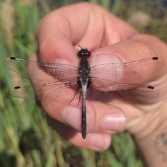 Leucorrhinia albifrons