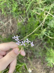 Dontostemon dentatus