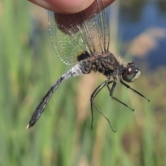 Leucorrhinia albifrons