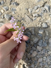 Dontostemon dentatus