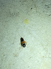 Prostemma hilgendorffi