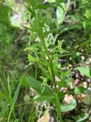 Platanthera lacera