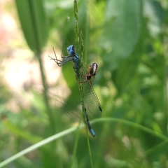 Enallagma cyathigerum