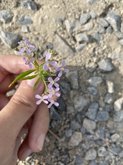 Dontostemon dentatus