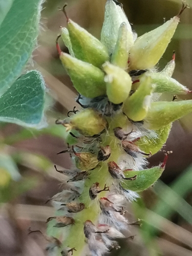 Image of Salix alpina by (c) Ljaž, some rights reserved (CC BY)
