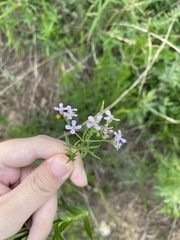 Dontostemon dentatus