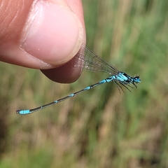 Coenagrion pulchellum