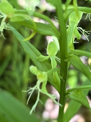 Platanthera lacera