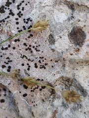 Sesleria sphaerocephala