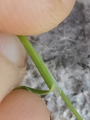 Sesleria sphaerocephala