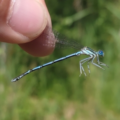 Platycnemis pennipes