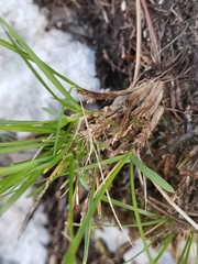 Sesleria sphaerocephala