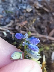 Polygala amara