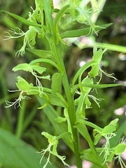Platanthera lacera