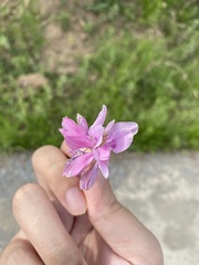 Indigofera kirilowii