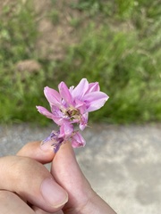 Indigofera kirilowii