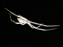 Larinia