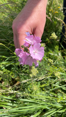 Malva moschata