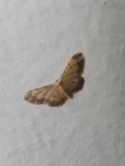Idaea politaria