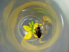 Bombus humilis
