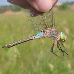 Anax parthenope