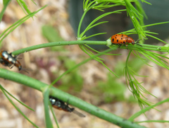 Crioceris duodecimpunctata