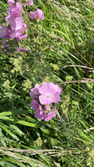 Malva moschata