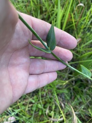 Sabatia macrophylla macrophylla