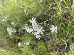 Sabatia macrophylla macrophylla