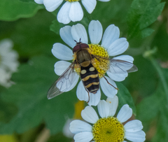 Syrphus phaeostigma