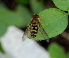 Syrphus phaeostigma