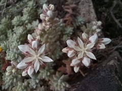 Sedum farinosum