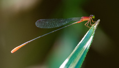 Teinobasis rufithorax