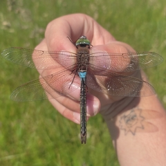 Anax parthenope