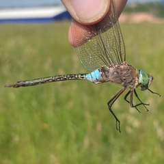 Anax parthenope