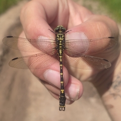 Onychogomphus forcipatus