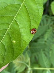 Harmonia axyridis