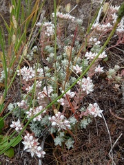 Sedum farinosum