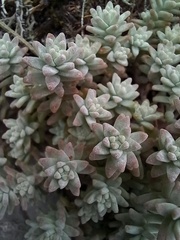 Sedum farinosum