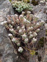 Sedum farinosum