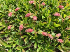 Rhododendron camtschaticum