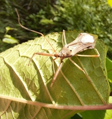 Epidaus tuberosus