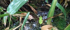Zhangixalus schlegelii