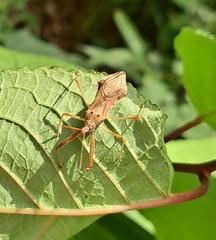 Epidaus tuberosus